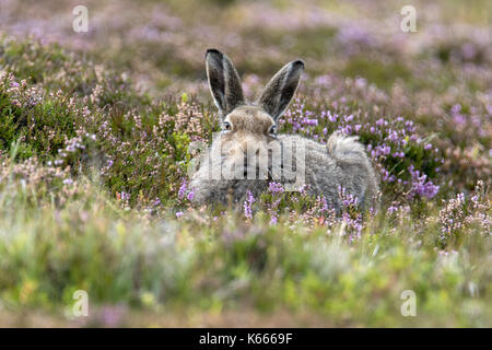 Schneehase (Lepus timidus), Scottish Highlands, August 2017 Stockfoto