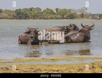 Wasserbüffel sind das Baden in einem See in der Nähe von Yala NP in Sri Lanka Stockfoto