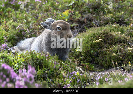 Schneehase (Lepus timidus), Scottish Highlands, August 2017 Stockfoto
