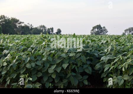 Postkarte mit einer schönen Kartoffeln Feld Stockfoto