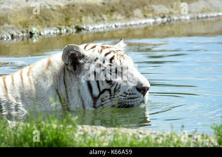 Weißer Tiger Stockfoto