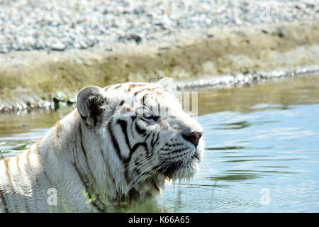 Weißer Tiger Stockfoto