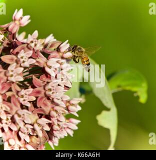 Bild mit einer Honigbiene fliegen in der Nähe von Blumen Stockfoto