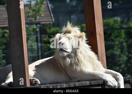 White Lion Stockfoto