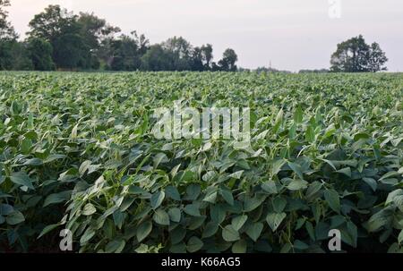 Schönes Foto von einer schönen Kartoffeln Feld Stockfoto