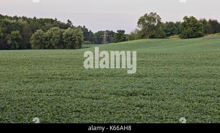 Foto von einer schönen Kartoffeln Feld isoliert Stockfoto