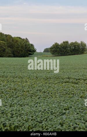 Isolierte Bild mit einer schönen Kartoffeln Feld Stockfoto