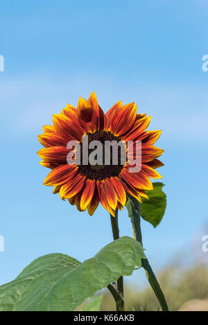 Sunflower Solar Eclipse Stockfoto