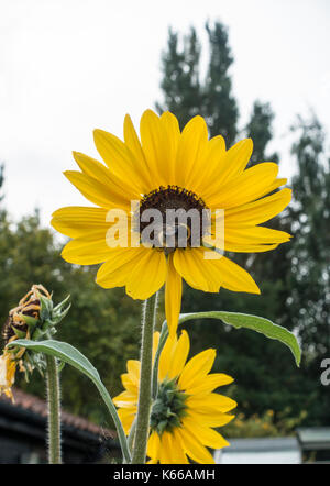 Gelbe Sonnenblumen mit kleinen Center Stockfoto