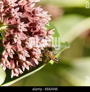 Bild einer Biene in der Nähe von Blumen im Wald fliegen Stockfoto