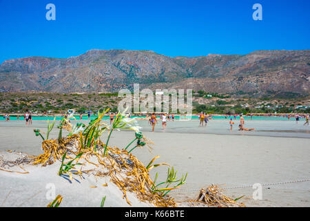 Schöne Seelilien, direkt auf den Sand. Strand von Elafonisi. Süden Kretas. Griechenland Stockfoto