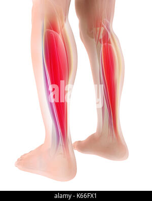 3D-Darstellung der Gastrocnemius, Teil der Beine Muskel Anatomie - medizinisches Konzept. Stockfoto