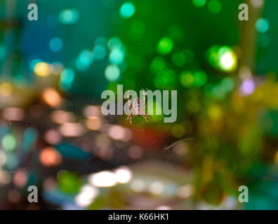 Spider Garten-Spider (lat. Araneus) Art araneomorph Spinnen der Familie von Orb-Web Spider (Araneidae). Stockfoto