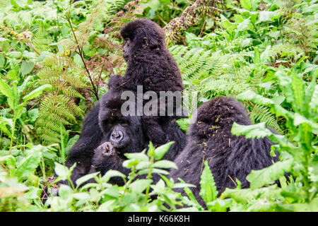 Berggorillas im Unterholz Stockfoto