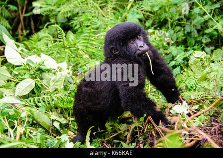 Ansprechende Mountain Gorilla baby Stockfoto