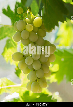 Vertikale Bild von dicken weißen Trauben hängen an einem Weinstock, hinterleuchtet, kaufen die Morgensonne bokeh in Der grüne Hintergrund beeinflussen Stockfoto