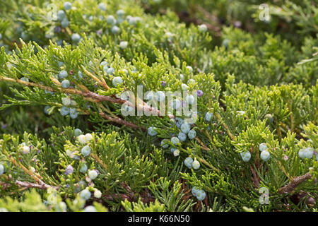 Sadebaum, Frucht, Früchtem Beeren, Stink-Wacholder, Gift-Wacholder, Stinkwacholder, Giftwacholder, Sebenstrauch, Sade-Baum, Juniperus sabina, Savin Ju Stockfoto