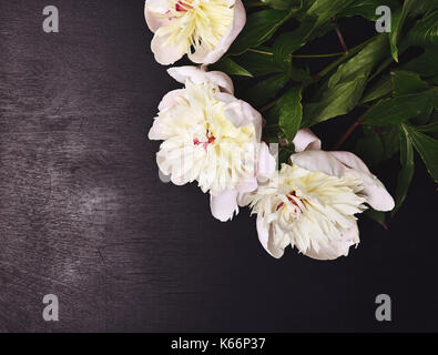 Drei weiß blühende Pfingstrosen auf schwarzem Hintergrund, leeren Raum auf der linken Seite Stockfoto