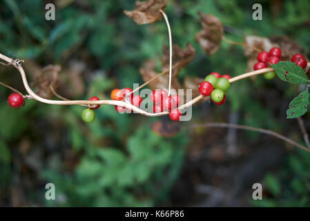 Dioscorea communis Beeren Stockfoto