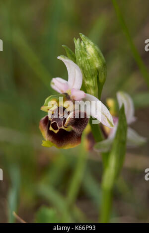 Ophrys apifera Nahaufnahme Stockfoto