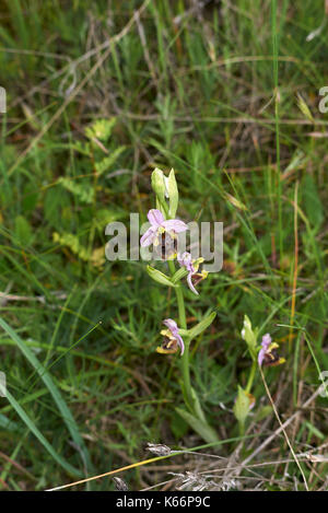 Ophrys apifera Nahaufnahme Stockfoto