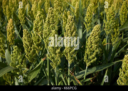 Sorghum bicolor Feld Stockfoto