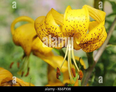 Lilium Zitronella, einer asiatischen hybrid Lilie mit Kappe Blumen hell golden Türke in voller Blüte in einem Englischen Garten Grenze im Sommer (Juli), UK Stockfoto