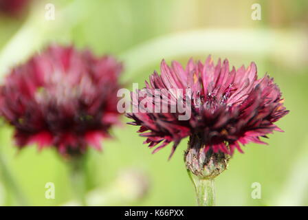 Centaurea cyanus "Black Ball" ein dunkles Violett Kornblumen Blühen in der Grenze von einer geschützten Englischer Garten im Spätsommer Stockfoto