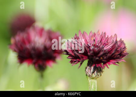 Centaurea cyanus "Black Ball" ein dunkles Violett Kornblumen Blühen in der Grenze von einer geschützten Englischer Garten im Spätsommer Stockfoto