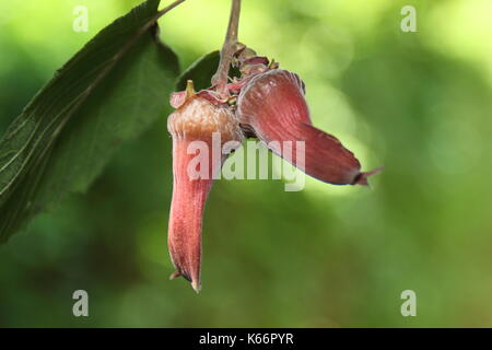 Lila-leaved Hasel (Corylus maxima purpurea) Muttern Reifung auf dem Baum in einem Englischen Garten Stockfoto