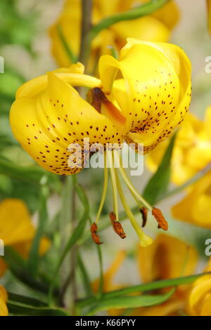 Lilium Zitronella, einer asiatischen hybrid Lilie mit Kappe Blumen hell golden Türke in voller Blüte in einem Englischen Garten Grenze im Sommer (Juli), UK Stockfoto