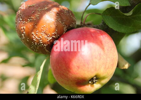 Malus Domestica apple mit Braunfäule (Monilinia laxa/monilinia fructagena) auf dem Zweig in einem englischen Obstgarten, Großbritannien Stockfoto