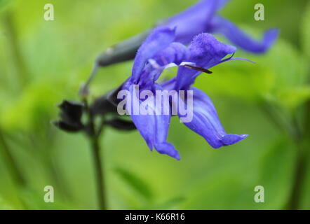 Salvia Guaranitica' Schwarz und Blau', auch Anis Duft Salbei genannt, Blüte in einem Englischen Garten Grenze im Spätsommer, frühherbst (September) Stockfoto