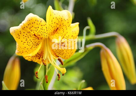 Lilium Zitronella, einer asiatischen hybrid Lilie mit Kappe art Blumen hell golden Türke in voller Blüte in einem Englischen Garten Grenze im Sommer (Juli), UK Stockfoto