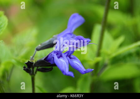 Salvia Guaranitica' Schwarz und Blau', auch Anis Duft Salbei genannt, Blüte in einem Englischen Garten Grenze im Spätsommer, frühherbst (September) Stockfoto