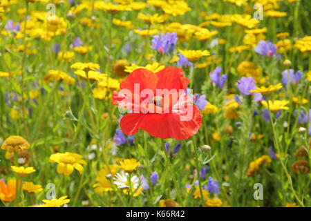 Roter Mohn (Papaver rhoeas) und Mais Ringelblumen blühen in einem gepflegten wildflower Wiese auf der Höhe eines englischen Sommer Stockfoto