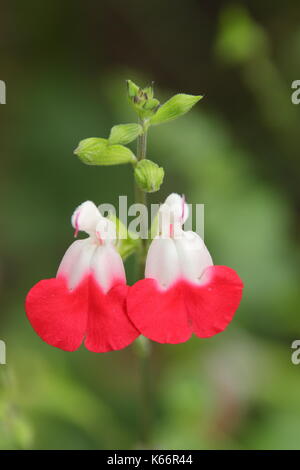 Salbei 'Hot Lips' (Salvia kann man 'Hot Lips'), eine buschige Zierpflanzen Salbei, Anzeigen von rot-weißen Farbgebung in einem Englischen Garten im Juli, Großbritannien Stockfoto