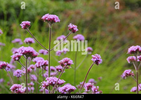 Verbena bonariensis, eine hohe Staude mit kleinen violetten Blüten, blüht in einem Englischen Garten Grenze im Sommer Stockfoto