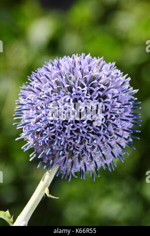 Globus Disteln (Echinops Bannaticus) "Taplow blue' Blume in einem Englischen Garten Grenze blüht im Sommer (Juli) Stockfoto