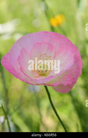 Wahre Shirley Mohn (Papaver rhoeas), anzeigen Silken Blütenblätter, in Pastellfarben gehalten und mit einer weißen Basis in einem Englischen kultiviert wildflower Meadow im Sommer Stockfoto