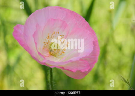 Wahre Shirley Mohn (Papaver rhoeas), anzeigen Silken Blütenblätter, Pastellfarben in einem gepflegten wildflower Wiese auf der Höhe eines englischen Sommer Stockfoto