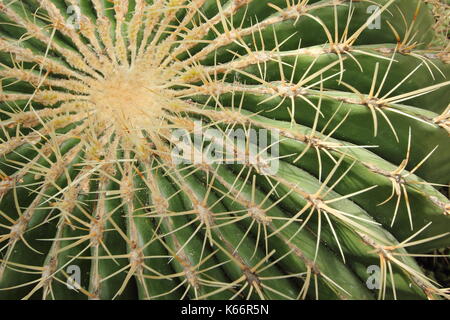 Kakteen. Kakteen aus der Nähe. Fass-Kaktus Nahaufnahme zeigt Rippen und Wirbelsäulen - Ferocactus glaucescens Stockfoto