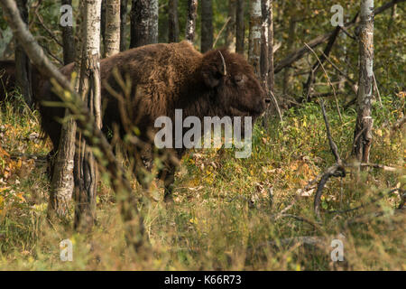 Bison stehend in den Wald im frühen Herbst, Elk Island National Park, Kanada Stockfoto