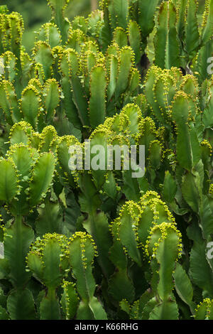 Kandelaber Baum (Euphorbia candelabrum) Detail der Niederlassungen, Kenia Stockfoto