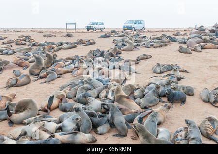 CAPE CROSS, NAMIBIA - 29. Juni 2017: Die Robbenkolonie bei Cape Cross an der Skelettküste Namibias Stockfoto