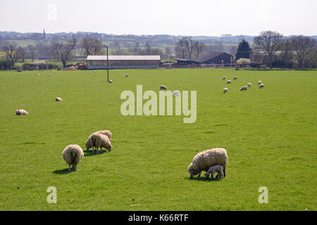 Lämmer mit Schafen im Bereich Northamptonshire Vereinigtes Königreich Stockfoto