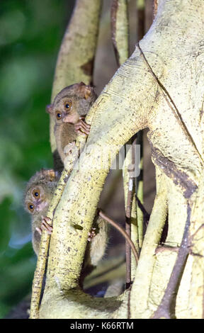 Tarsius auf einem Baum an der Tangkoko National Park Stockfoto