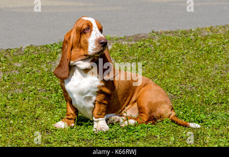 Basset Hound wartet. Der Basset Hound ist auf dem Rasen im Park. Stockfoto