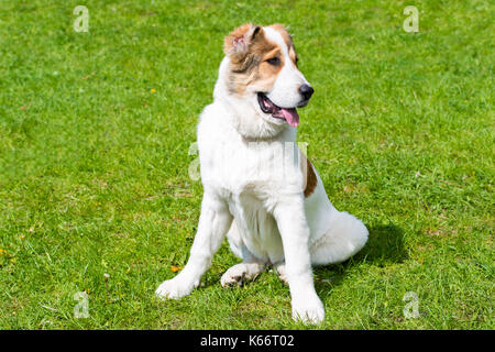 Zentralasiatischer Schäferhund Welpe sitze. Die Zentralasiatischen Schäferhund Welpe ist auf dem Gras. Stockfoto