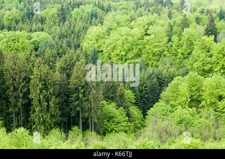 Blick über Mischwald Stockfoto